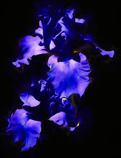 Blue Iris Print