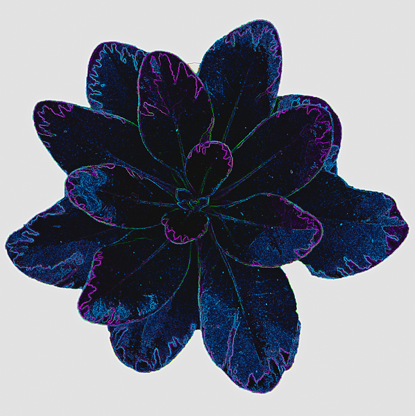 Blue Leaf Print