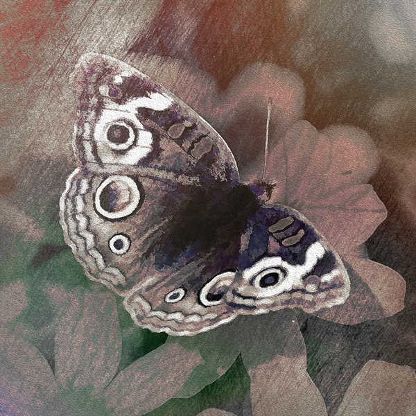 Butterfly Print
