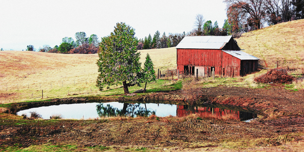 Cattle Pond Print