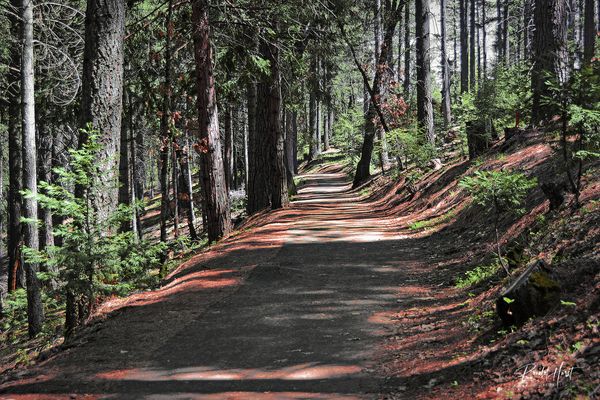 Cedar Trail Print