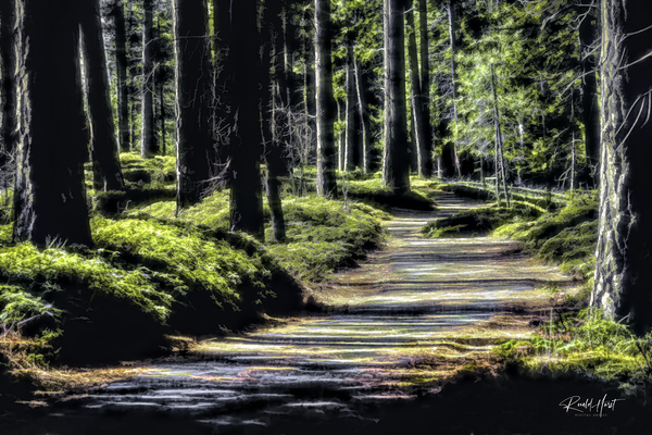 Cedar Trail Sly Park Road Print