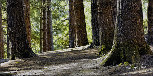 Coastal Forest Print
