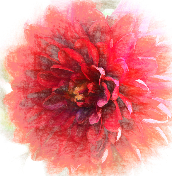 Delightful Dahlia Print