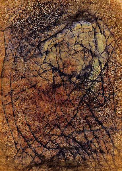 Elephant skin Print