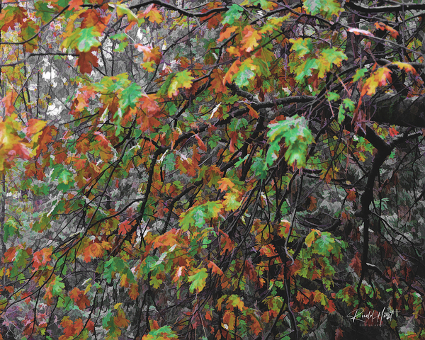 Fall Oak Leaves Print