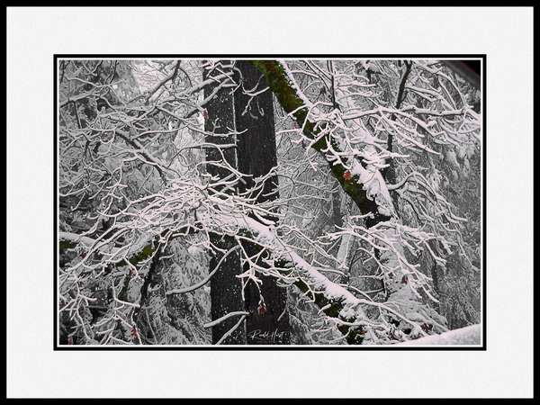 Ice Cold Print