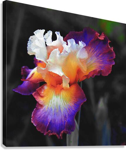 Iris Canvas Print