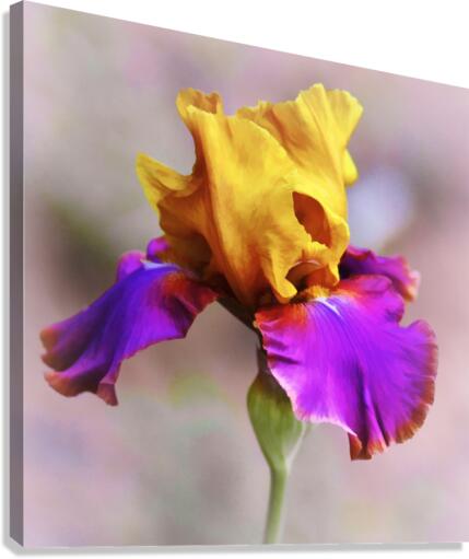 Last Bloom Canvas Print