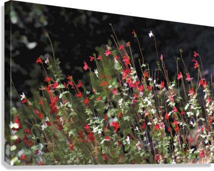 Painted Hot Lips Canvas Print