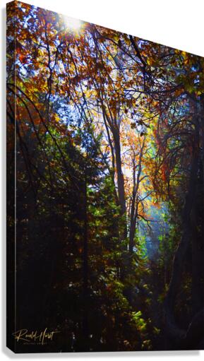 Forest Light Canvas Print