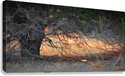 Haunted Forest Canvas Print