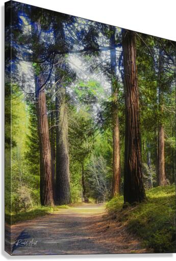 Uphill Path Canvas Print
