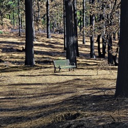 A Lonely bench  just waiting 
