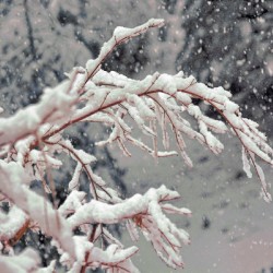 A Snowy Day