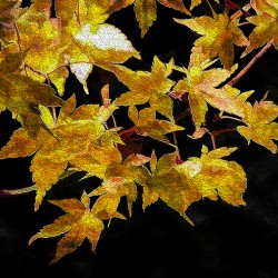 Autumn s Touch
