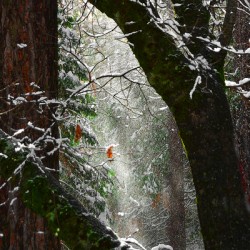 Blown Snow