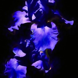Blue Iris