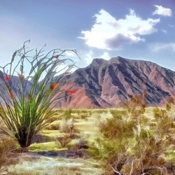 Borrego