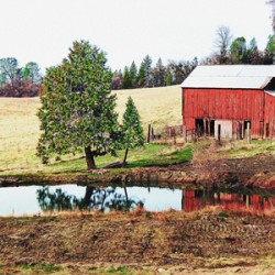Cattle Pond