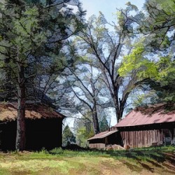 Cedar Grove Oil Painting