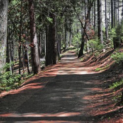 Cedar Trail