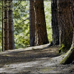 Coastal Forest