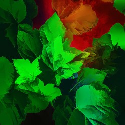 Colorful Leaves