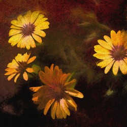 Crazy Daisies