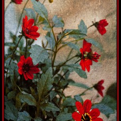Dahlia