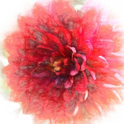 Delightful Dahlia