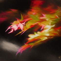 Fall Dream