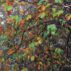 Fall Oak Leaves
