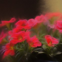 Fantasy Flowers