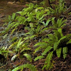 Ferns