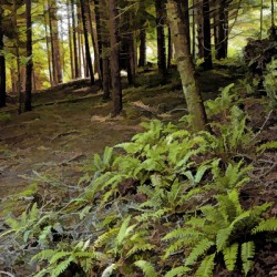 Ferns and Forest