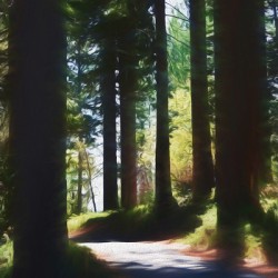 Forest Dream