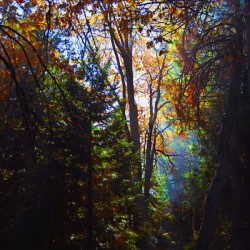 Forest Light