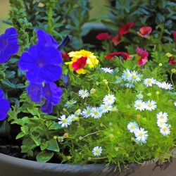 Garden Bouquet