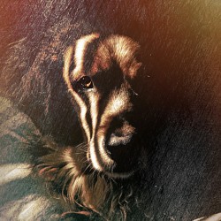 Golden Gaze