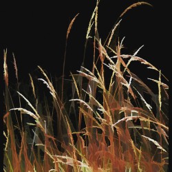 Golden Grass