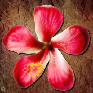 Hibiscus Rosa Sinensis