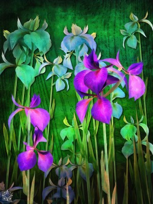 Iris Versicolor or Water Iris