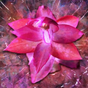 Schlumbergera Truncata or Thanksgiving Cactus