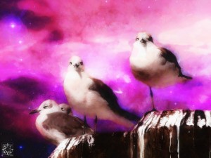 Seagulls