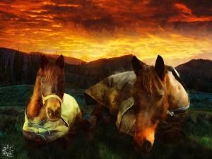 Spirit and Duke