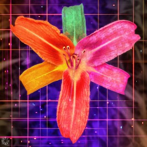 The Tiger Lily