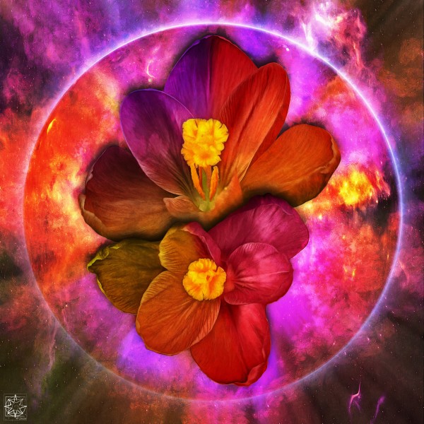 Crocus Print