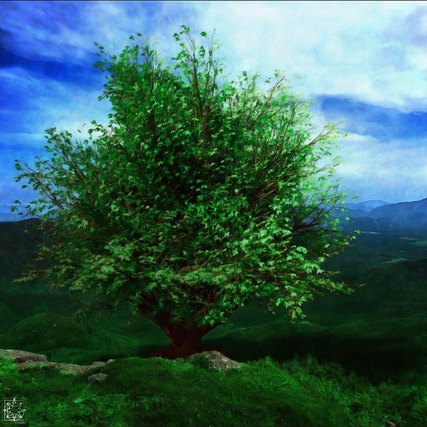 The Katahdin Tree Print