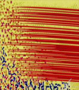 Cell Migration